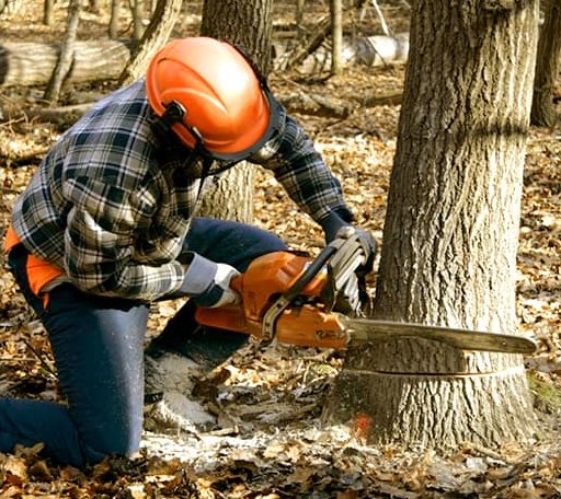 Tree Removal in Monterville, WV